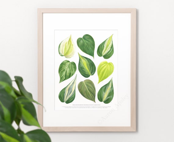 Philodendron Hederaceum Print  Heartleaf Philodendron Species ID Chart  Featuring 9 Watercolor Leaf Paintings  Unframed Fine Art Print - Etsy