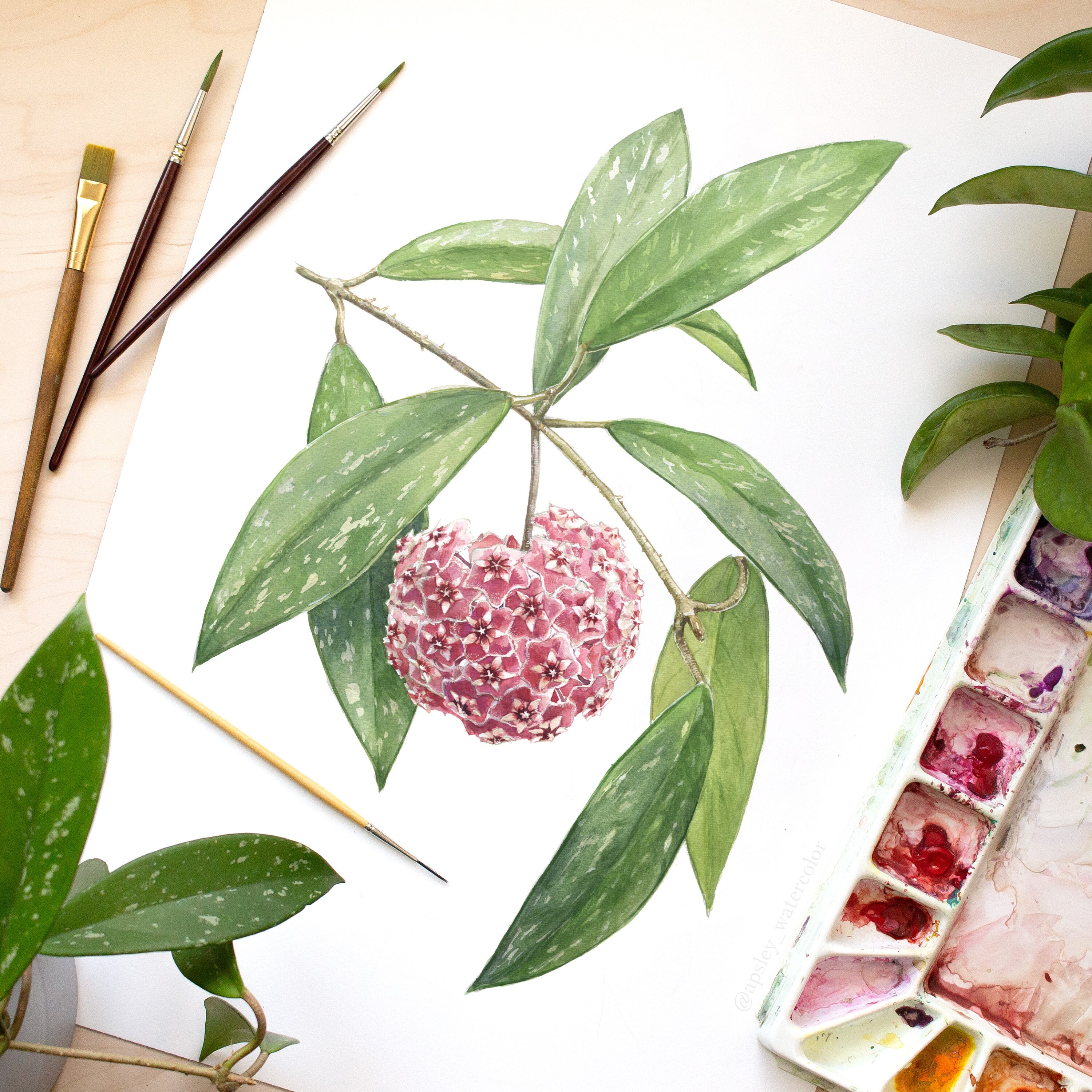 Hoya Species Print Houseplant Varieties ID Chart Featuring 