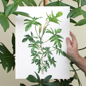 Philodendron pedatum Print image 1