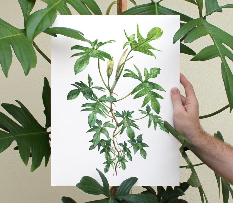 Philodendron pedatum Print image 1