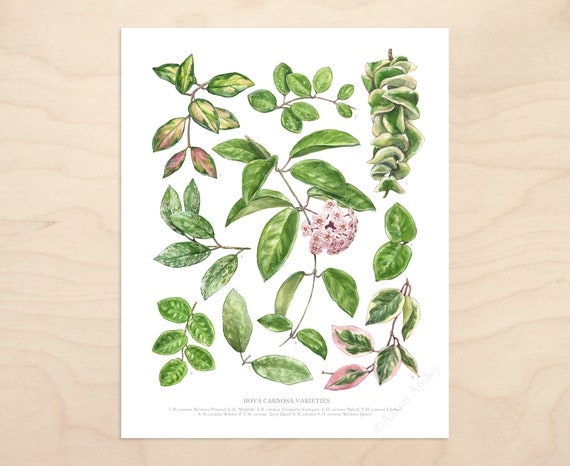 Hoya Species Print Houseplant Varieties ID Chart Featuring 