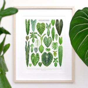 Philodendron Species Print • Aroid houseplant varieties ID chart featuring 26 watercolor leaf paintings • Unframed botanical fine art print