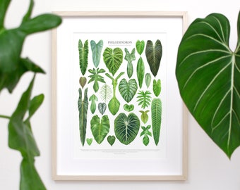 Philodendron Species Print • Aroid houseplant varieties ID chart featuring 26 watercolor leaf paintings • Unframed botanical fine art print