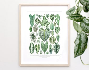 Silver Houseplant Varieties Print • Blue Houseplant species ID chart featuring 23 watercolor leaf paintings • Unframed fine art print