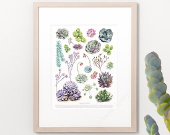 Crassulaceae Species Print • Succulents ID chart featuring 17 watercolor paintings • Unframed fine art print