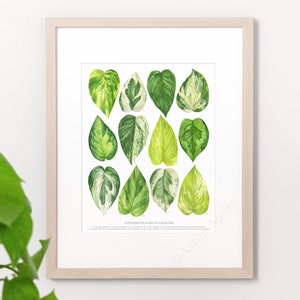 Epipremnum aureum Varieties Print Pothos species ID chart featuring 12 watercolor leaf paintings Unframed fine art print image 1