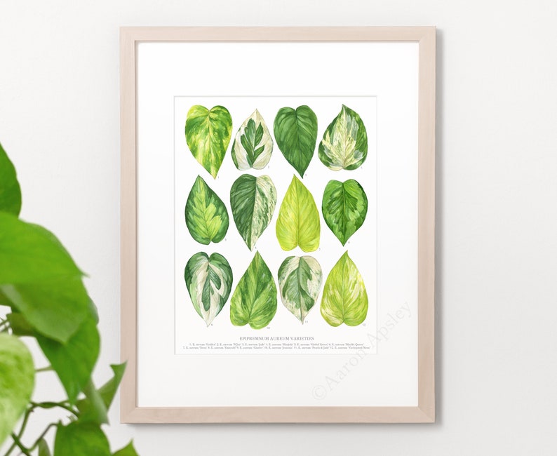 Epipremnum aureum Varieties Print Pothos species ID chart featuring 12 watercolor leaf paintings Unframed fine art print image 1