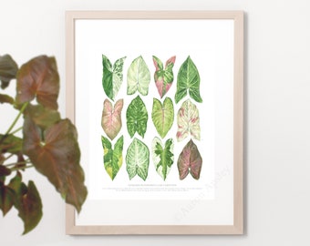 Syngonium podophyllum Varieties Print • Aroid houseplant ID guide featuring 12 watercolor foliage paintings • Unframed fine art print