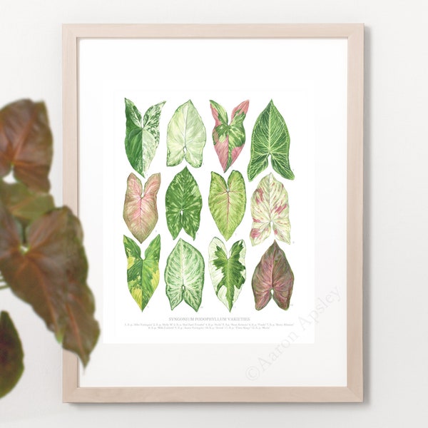 Syngonium podophyllum Varieties Print • Aroid houseplant ID guide featuring 12 watercolor foliage paintings • Unframed fine art print