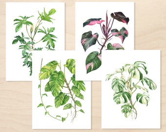Aroid Watercolor Print Set • Philodendron pedatum, Pink princess, Pothos, Albo Monstera • Fine Art Prints • Unframed