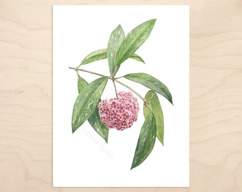Hoya pubicalyx Print -- Botanical Watercolor Art