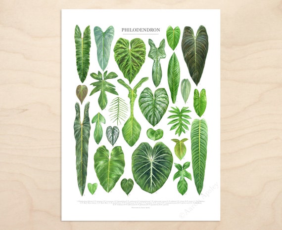 Philodendron Art Print  Aroid Zimmerpflanzen Sorten ID Chart mit 26  Aquarell-Blattgemlden  Ungerahmte botanische Kunstdruck - Etsy Schweiz