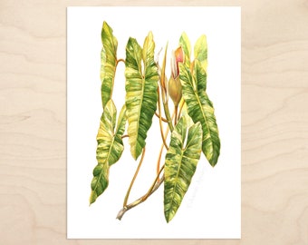 Philodendron billietiae 'Variegata' -- Watercolor Botanical Art