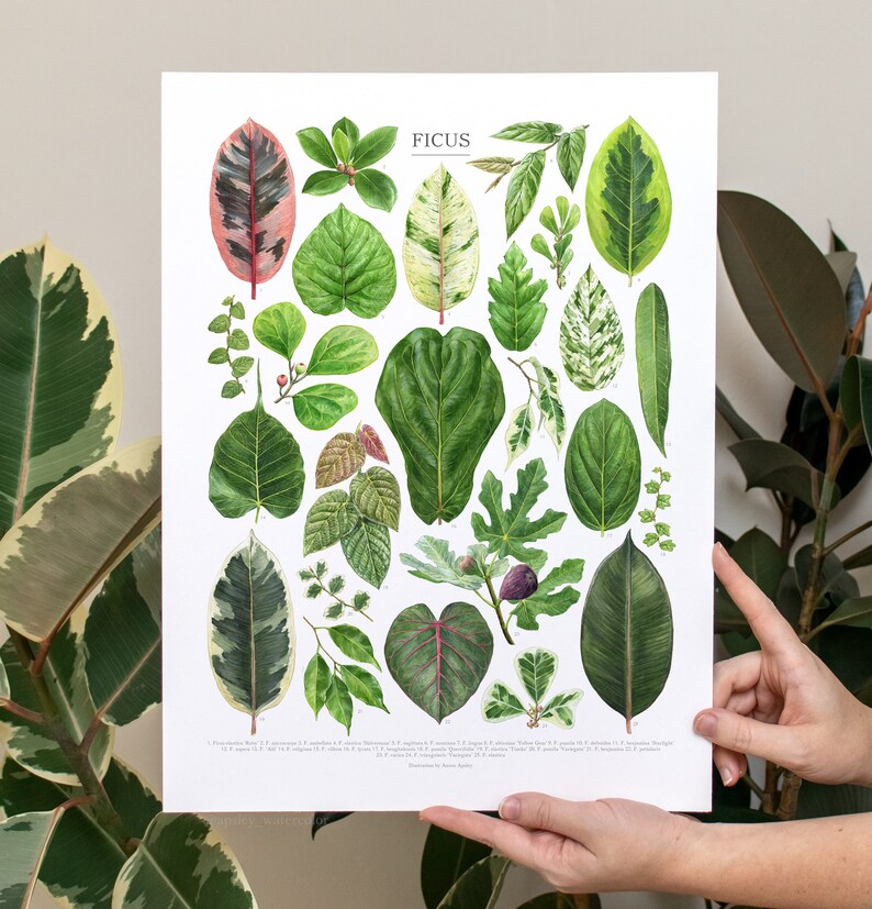 Ficus Species Print Houseplant Fig Varieties ID Chart - Etsy