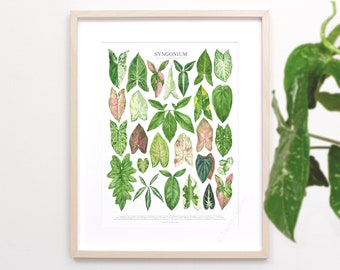 Syngonium Species Print • Aroid houseplant varieties ID chart featuring 27 watercolor leaf paintings • Unframed botanical fine art print