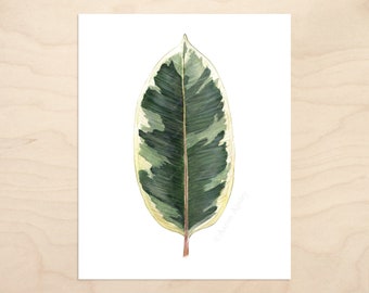 Ficus elastica 'Tineke' Print -- Botanical Watercolor Art