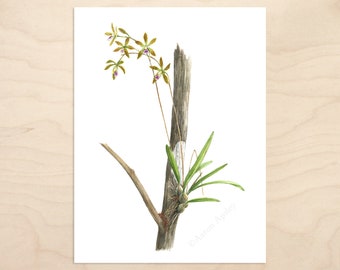 Encyclia tampensis Print -- Watercolor Botanical Art