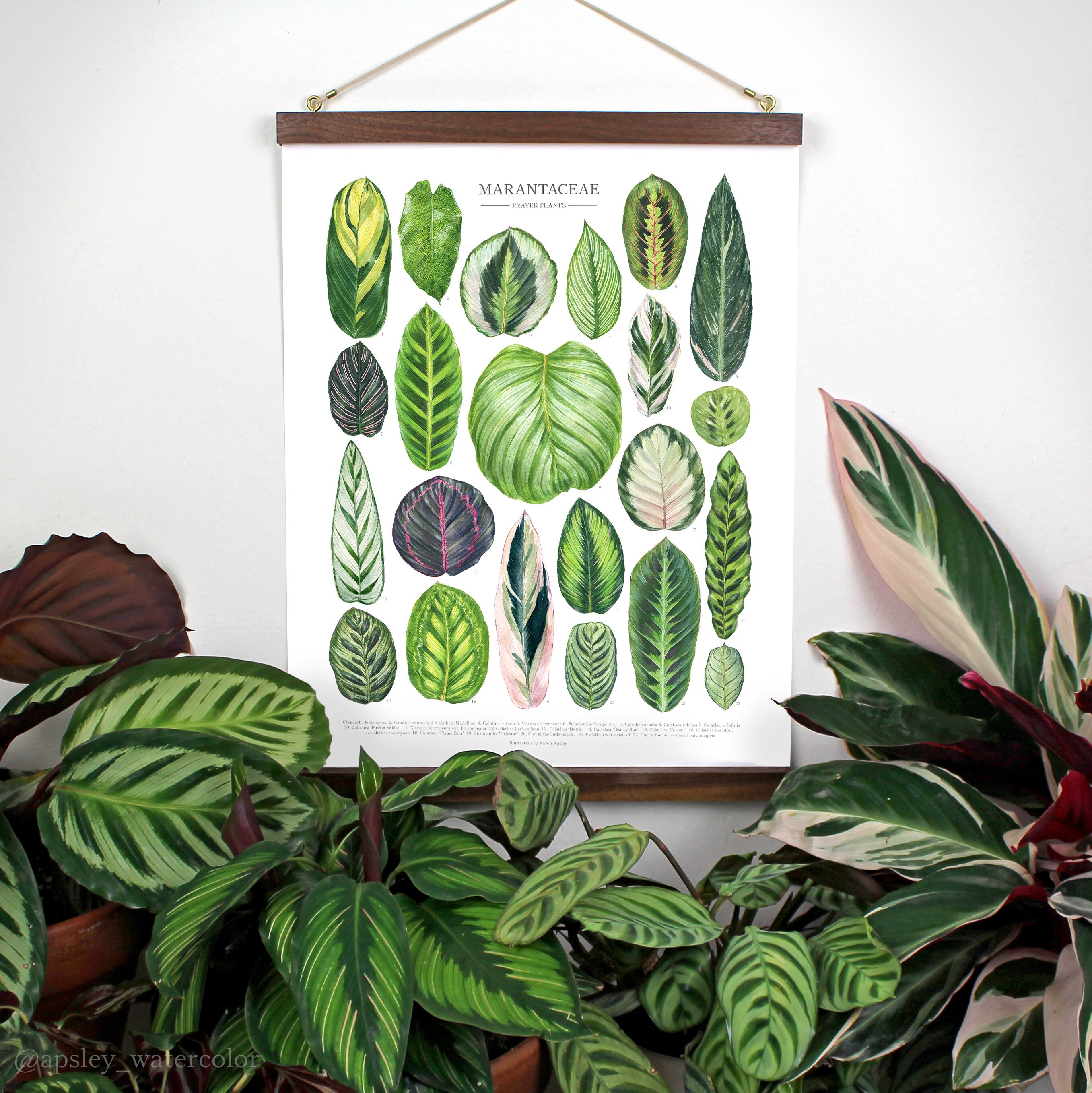 Marantaceae Species Print  Prayer Plant Varieties ID Chart of Calathea,  Maranta, Stromanthe, and Ctenanthe Leaves  Unframed Fine Art Print - Etsy