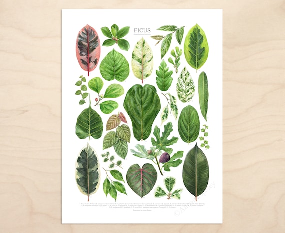 Ficus Species Print  Houseplant Fig Varieties ID Chart Featuring 25  Watercolor Leaf Paintings  Unframed Fine Art Print - Etsy
