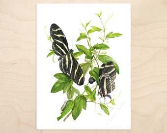 Zebra Longwing Butterflies & Corkystem Passionflower Print -- Botanical Watercolor Art