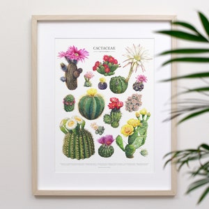 Flowering Cactus Species Print • Cactaceae houseplant ID chart featuring 15 watercolor cacti in bloom • Unframed fine art print