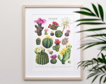 Flowering Cactus Species Print • Cactaceae houseplant ID chart featuring 15 watercolor cacti in bloom • Unframed fine art print