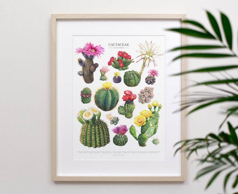 Flowering Cactus Species Print Cactaceae houseplant ID chart featuring 15 watercolor cacti in bloom Unframed fine art print image 1