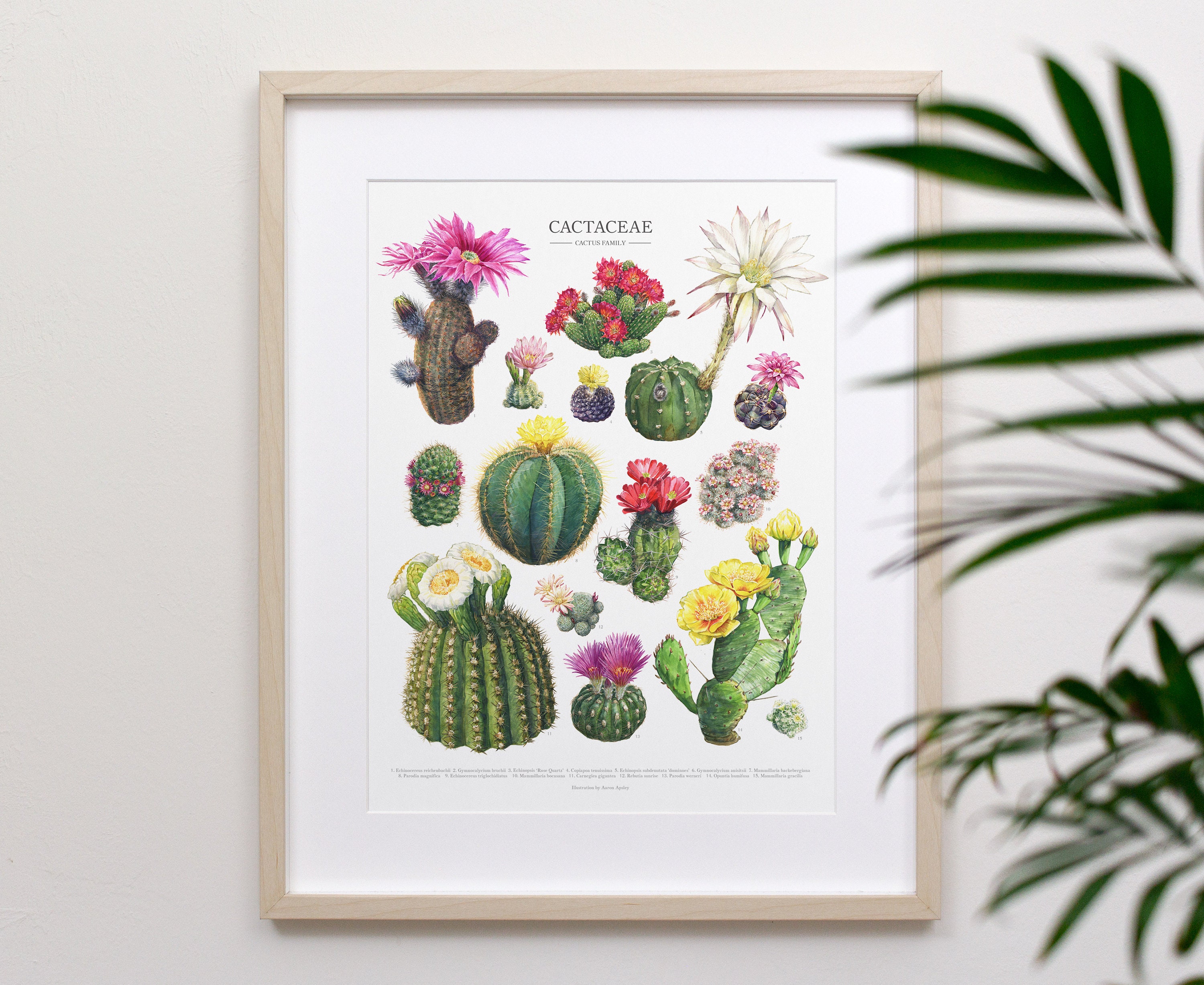 Flowering Cactus Species Print • Cactaceae Houseplant ID Chart