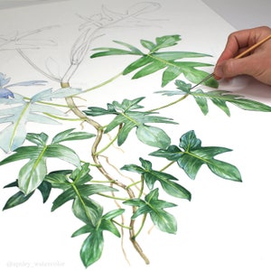 Philodendron pedatum Print image 4