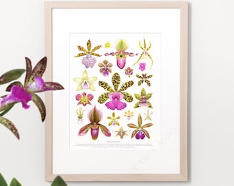 Spotted Orchid Flowers Print • Orchid ID chart featuring 19 watercolor paintings • Unframed fine art print
