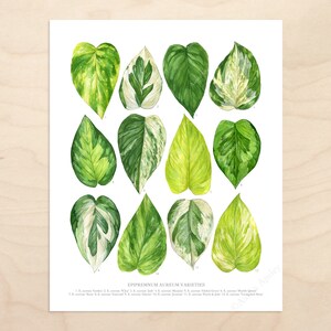 Epipremnum aureum Varieties Print Pothos species ID chart featuring 12 watercolor leaf paintings Unframed fine art print image 2