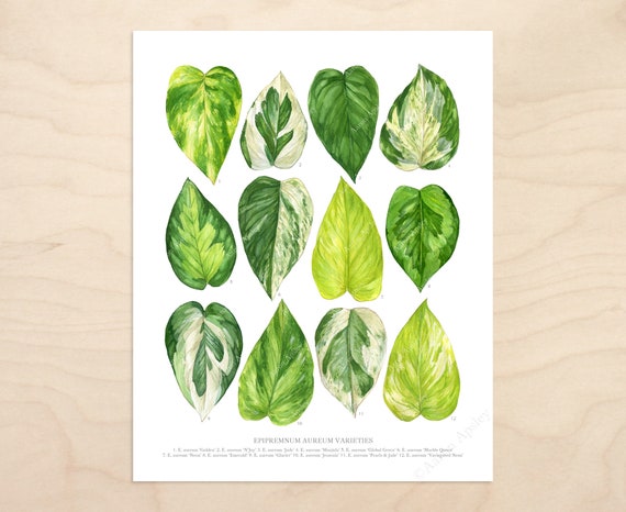 Epipremnum Aureum Varieties Print Pothos Species Id Chart - Etsy