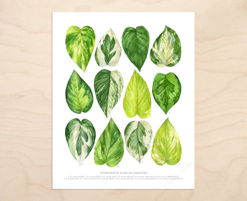 Epipremnum aureum Varieties Print Pothos species ID chart featuring 12 watercolor leaf paintings Unframed fine art print image 2