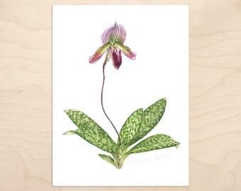 Paphiopedilum Orchid Print -- Watercolor Botanical Art