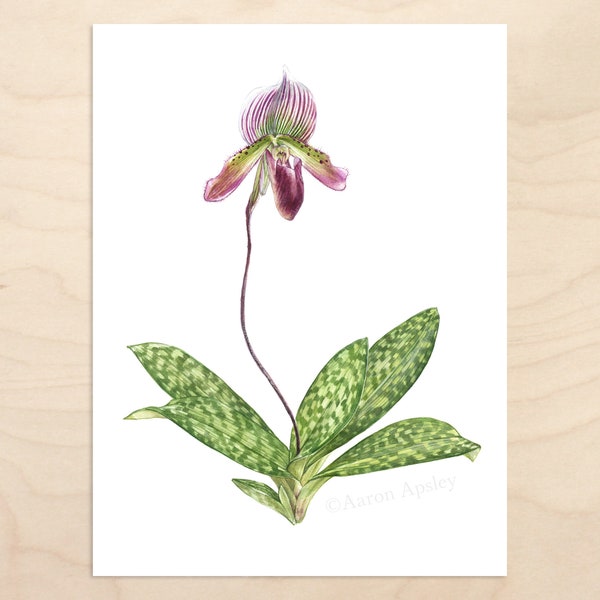 Paphiopedilum Orchid Print -- Watercolor Botanical Art