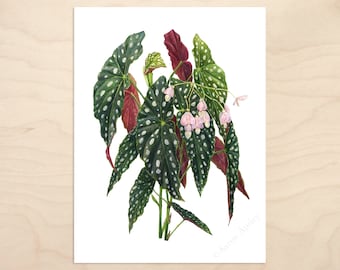 Begonia maculata 'Wightii' -- Watercolor Botanical Art