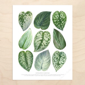 Scindapsus Varieties Print Satin pothos species ID chart featuring 9 watercolor leaf paintings Unframed fine art print image 2
