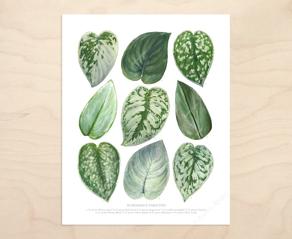 Scindapsus Varieties Print  Satin pothos species ID chart featuring 9  watercolor leaf paintings  Unframed fine art print
