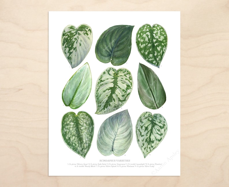 Scindapsus Varieties Print Satin pothos species ID chart featuring 9 watercolor leaf paintings Unframed fine art print image 2