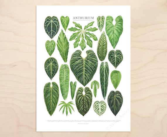 ANTHURIUM leaf species tropical indoor plants illustration 