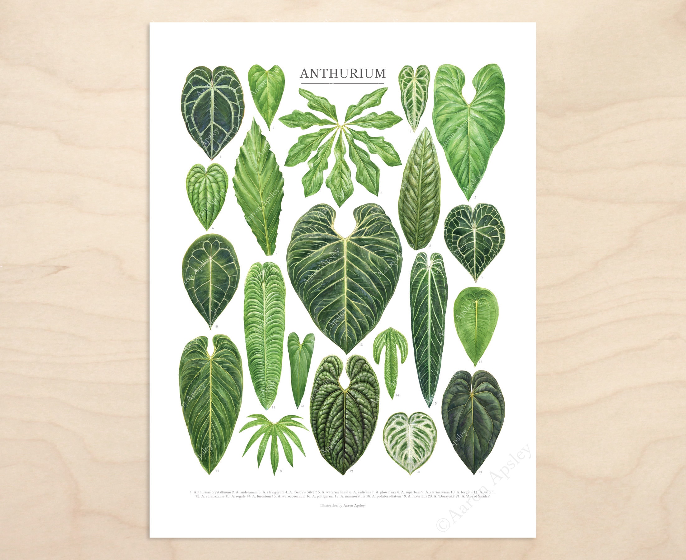 Anthurium Species Print  Rare Aroid Houseplant Varieties ID Chart  Featuring 21 Watercolor Leaf Paintings  Unframed Fine Art Print - Etsy
