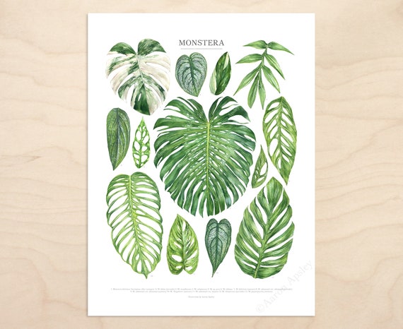Monstera Species Print  Aroid Houseplant Identification Guide Featuring 13  Watercolor Foliage Paintings  Unframed Fine Art Print - Etsy