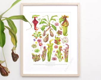 Carnivorous Plants Print • Carnivorous varieties ID chart featuring 17 watercolor paintings • Unframed fine art print