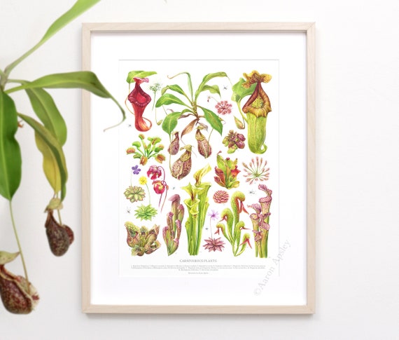 Carnivorous Plants Print  Carnivorous Varieties ID Chart Featuring 17  Watercolor Paintings  Unframed Fine Art Print - Etsy