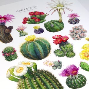 Flowering Cactus Species Print Cactaceae houseplant ID chart featuring 15 watercolor cacti in bloom Unframed fine art print image 3