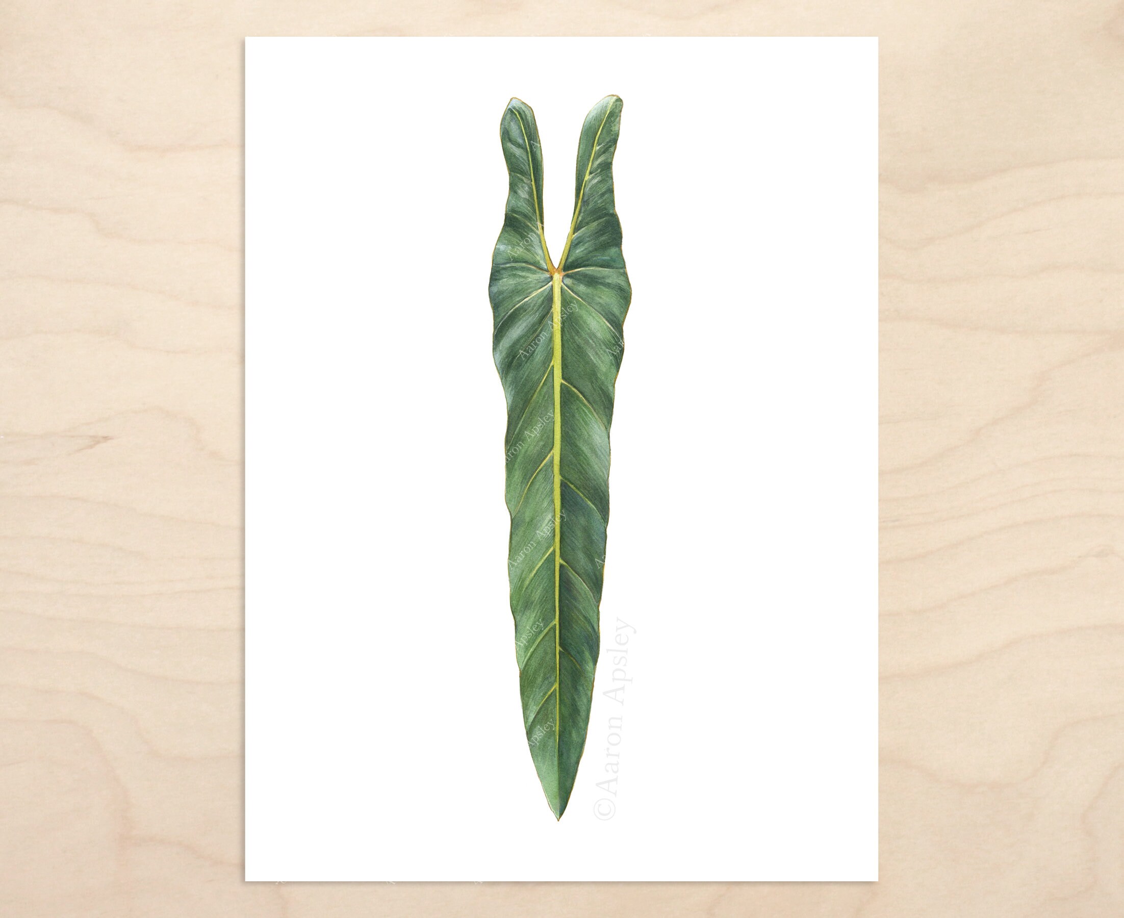 Philodendron Spiritus Sancti Print Botanical Watercolor Art Etsy Singapore