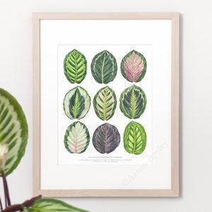 Calathea roseopicta Hybrids Print • Prayer plant varieties ID guide featuring 9 watercolor foliage paintings • Unframed fine art print