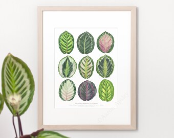 Calathea roseopicta Hybrids Print • Prayer plant varieties ID guide featuring 9 watercolor foliage paintings • Unframed fine art print