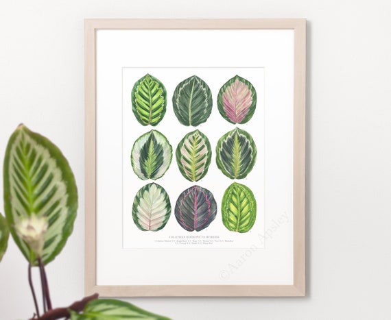 Calathea Roseopicta Hybrids Print  Prayer Plant Varieties ID Guide  Featuring 9 Watercolor Foliage Paintings  Unframed Fine Art Print - Etsy