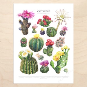 Flowering Cactus Species Print Cactaceae houseplant ID chart featuring 15 watercolor cacti in bloom Unframed fine art print image 2